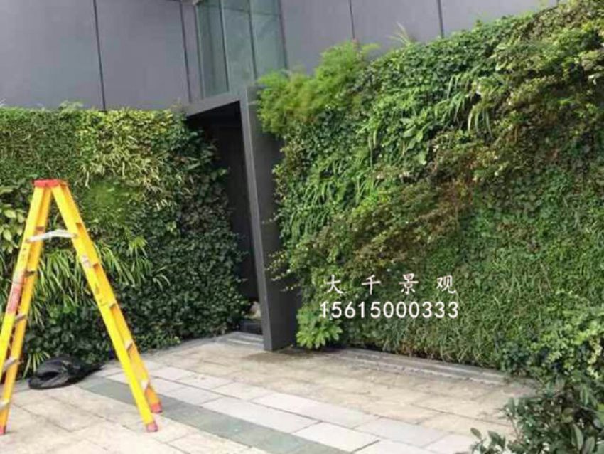 點(diǎn)擊查看詳細(xì)信息<br>標(biāo)題：綠植墻 閱讀次數(shù)：1535