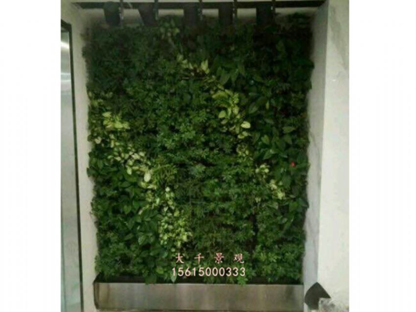 點擊查看詳細信息<br>標題：綠植墻 閱讀次數(shù)：2085